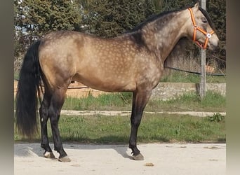 PRE Mix, Hengst, 4 Jahre, 162 cm, Buckskin