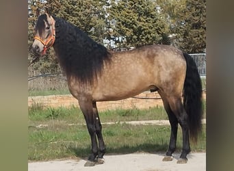 PRE Mix, Hengst, 4 Jahre, 162 cm, Buckskin