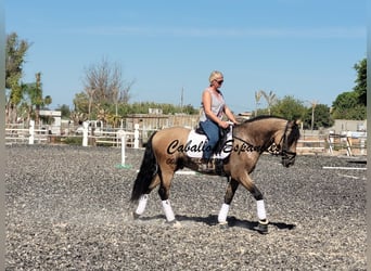 PRE, Hengst, 4 Jahre, 162 cm, Buckskin