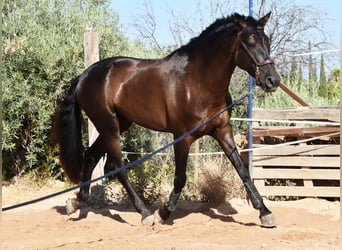PRE Mix, Hengst, 4 Jahre, 162 cm, Rappe