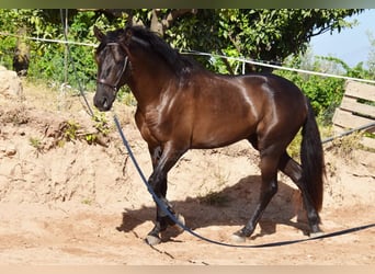 PRE Mix, Hengst, 4 Jahre, 162 cm, Rappe