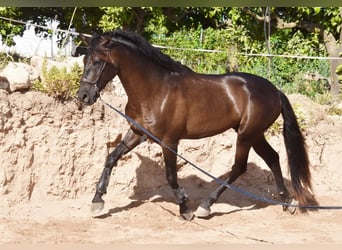 PRE Mix, Hengst, 4 Jahre, 162 cm, Rappe