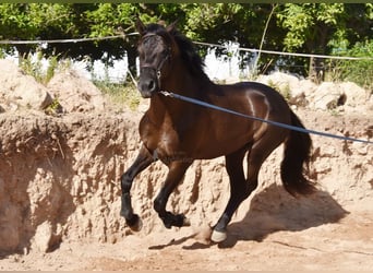 PRE Mix, Hengst, 4 Jahre, 162 cm, Rappe
