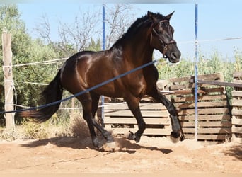 PRE Mix, Hengst, 4 Jahre, 162 cm, Rappe