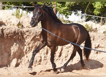 PRE Mix, Hengst, 4 Jahre, 162 cm, Rappe