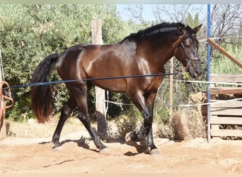 PRE Mix, Hengst, 4 Jahre, 162 cm, Rappe