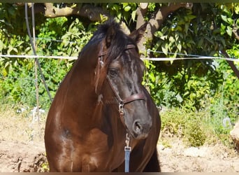 PRE Mix, Hengst, 4 Jahre, 162 cm, Rappe
