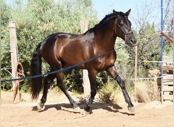 PRE Mix, Hengst, 4 Jahre, 162 cm, Rappe