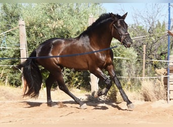 PRE Mix, Hengst, 4 Jahre, 162 cm, Rappe