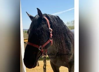 PRE Mix, Hengst, 4 Jahre, 162 cm, Rappe