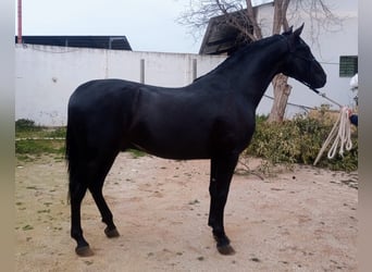 PRE, Hengst, 4 Jahre, 162 cm, Rappe