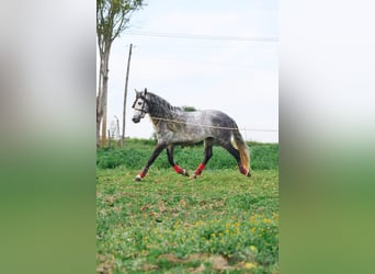 PRE Mix, Hengst, 4 Jahre, 162 cm, Schimmel