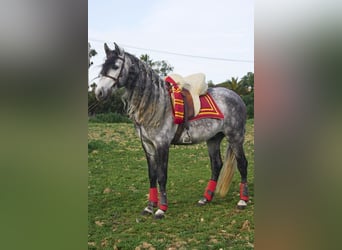 PRE Mix, Hengst, 4 Jahre, 162 cm, Schimmel