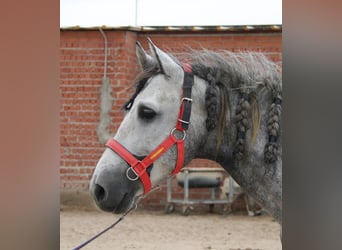 PRE Mix, Hengst, 4 Jahre, 162 cm, Schimmel