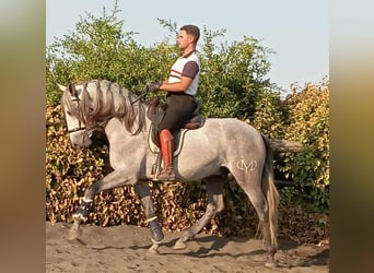 PRE Mix, Hengst, 4 Jahre, 162 cm, Schimmel