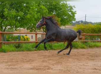 PRE Mix, Hengst, 4 Jahre, 162 cm, Schimmel