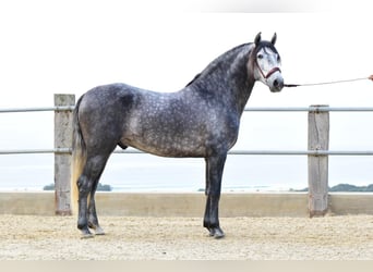 PRE, Hengst, 4 Jahre, 162 cm, Schimmel