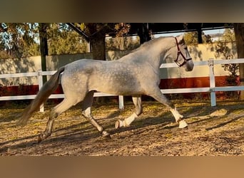 PRE, Hengst, 4 Jahre, 162 cm, Schimmel