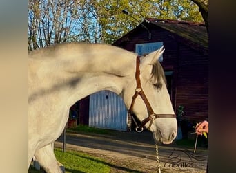 PRE, Hengst, 4 Jahre, 162 cm, Schimmel