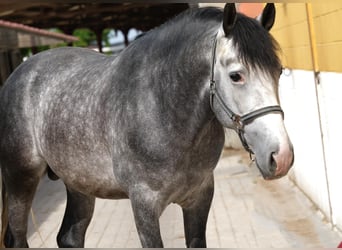 PRE Mix, Hengst, 4 Jahre, 163 cm, Apfelschimmel