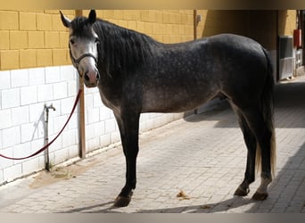 PRE Mix, Hengst, 4 Jahre, 163 cm, Apfelschimmel