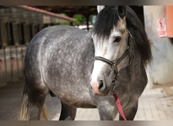 PRE Mix, Hengst, 4 Jahre, 163 cm, Apfelschimmel