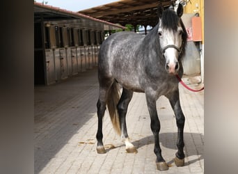 PRE Mix, Hengst, 4 Jahre, 163 cm, Apfelschimmel