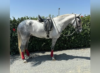 PRE Mix, Hengst, 4 Jahre, 163 cm, Apfelschimmel