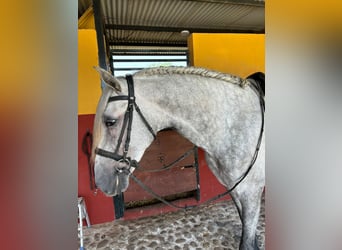 PRE Mix, Hengst, 4 Jahre, 163 cm, Apfelschimmel