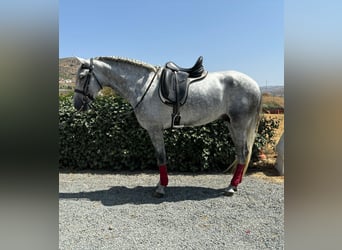 PRE Mix, Hengst, 4 Jahre, 163 cm, Apfelschimmel