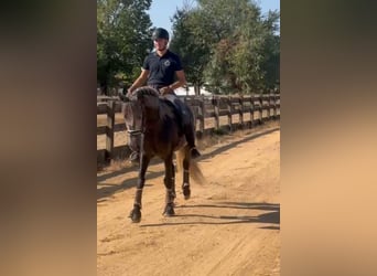 PRE Mix, Hengst, 4 Jahre, 163 cm, Apfelschimmel