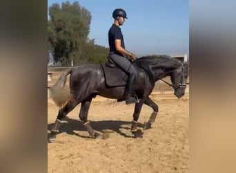 PRE Mix, Hengst, 4 Jahre, 163 cm, Apfelschimmel