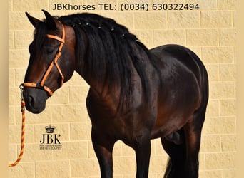 PRE Mix, Hengst, 4 Jahre, 163 cm, Brauner