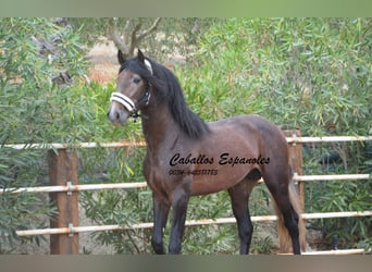 PRE Mix, Hengst, 4 Jahre, 163 cm, Braunfalbschimmel