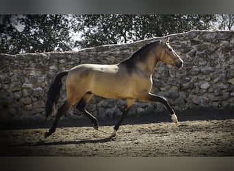 PRE Mix, Hengst, 4 Jahre, 163 cm, Buckskin