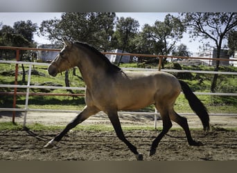 PRE Mix, Hengst, 4 Jahre, 163 cm, Buckskin