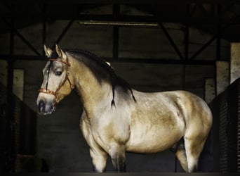 PRE Mix, Hengst, 4 Jahre, 163 cm, Buckskin