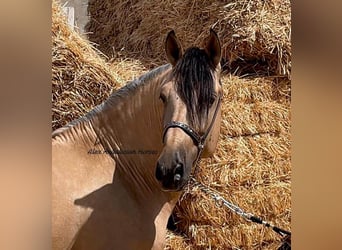 PRE Mix, Hengst, 4 Jahre, 163 cm, Buckskin