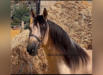 PRE Mix, Hengst, 4 Jahre, 163 cm, Buckskin