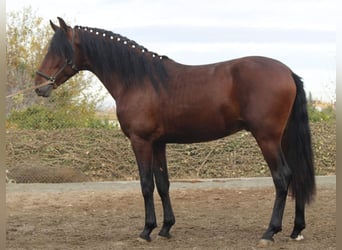 PRE, Hengst, 4 Jahre, 163 cm