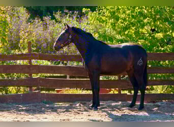 PRE, Hengst, 4 Jahre, 163 cm, Dunkelbrauner