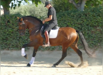 PRE Mix, Hengst, 4 Jahre, 163 cm, Dunkelbrauner
