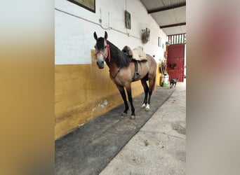 PRE, Hengst, 4 Jahre, 163 cm, Falbe