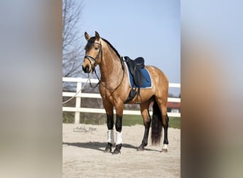 PRE Mix, Hengst, 4 Jahre, 163 cm, Falbe