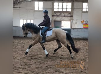 PRE Mix, Hengst, 4 Jahre, 163 cm, Falbe