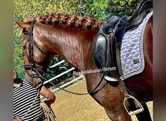 PRE Mix, Hengst, 4 Jahre, 163 cm, Fuchs