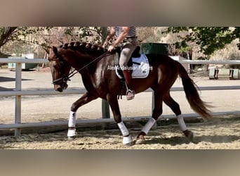 PRE Mix, Hengst, 4 Jahre, 163 cm, Fuchs