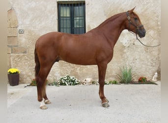 PRE Mix, Hengst, 4 Jahre, 163 cm, Fuchs