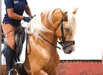 PRE Mix, Hengst, 4 Jahre, 163 cm, Palomino