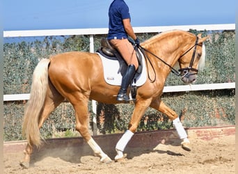 PRE Mix, Hengst, 4 Jahre, 163 cm, Palomino